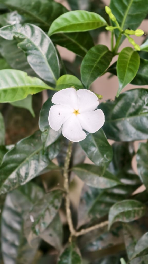 A single white flower with green leaves and small buds stands out against a soft blurred background.