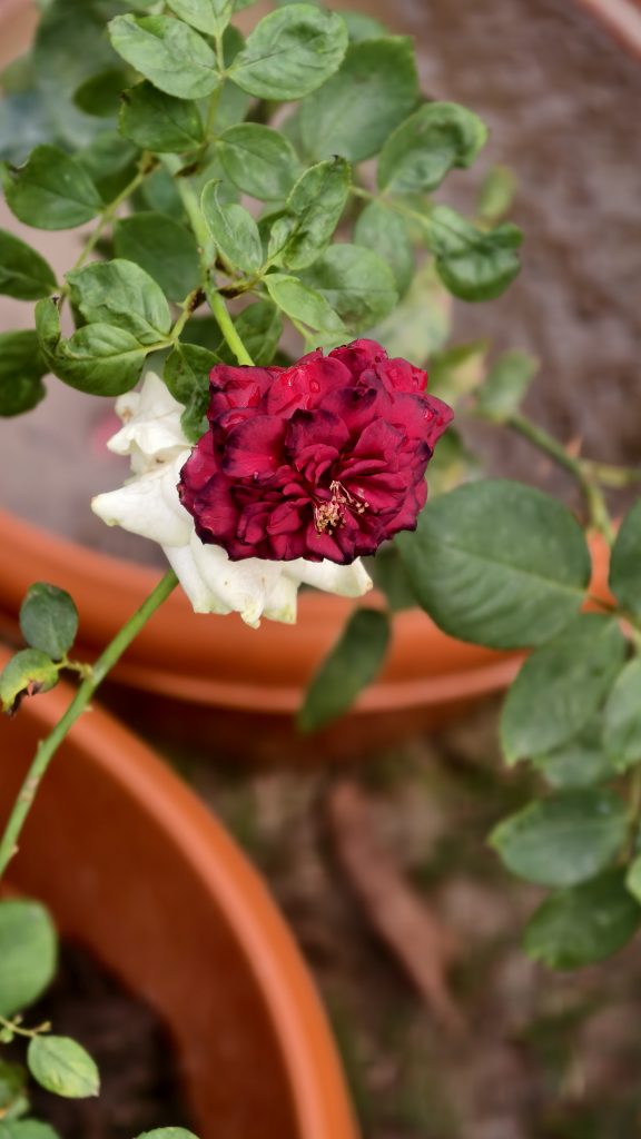 A vibrant red rose with ruffled petals blooms amid green leaves, with orange terracotta pots in the background, conveying a serene garden setting.