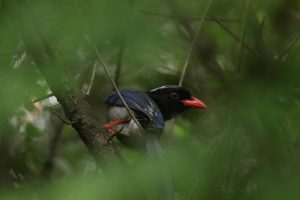 Seeing through tree leaves, a Red-billed Blue Magpie perched on a branch. It has red bills, blue feathers, black heads, and long, white tails.
