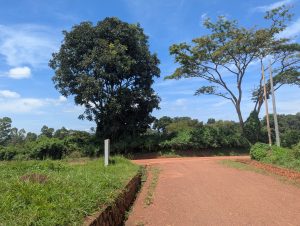 A dirt road curves through a rural landscape, flanked by lush greenery and tall trees under a clear blue sky. 