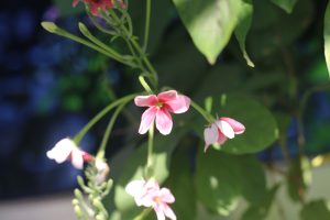 Pink Rangoon creeper flowers hanging from green vines in soft sunlight with a dark, blurred garden background.
