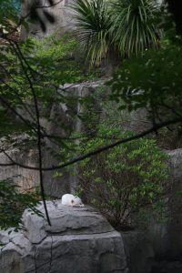 A pure white cat is curled up and sleeping peacefully on a large grey rock, surrounded by lush green forest vegetation and framed by tree branches.
