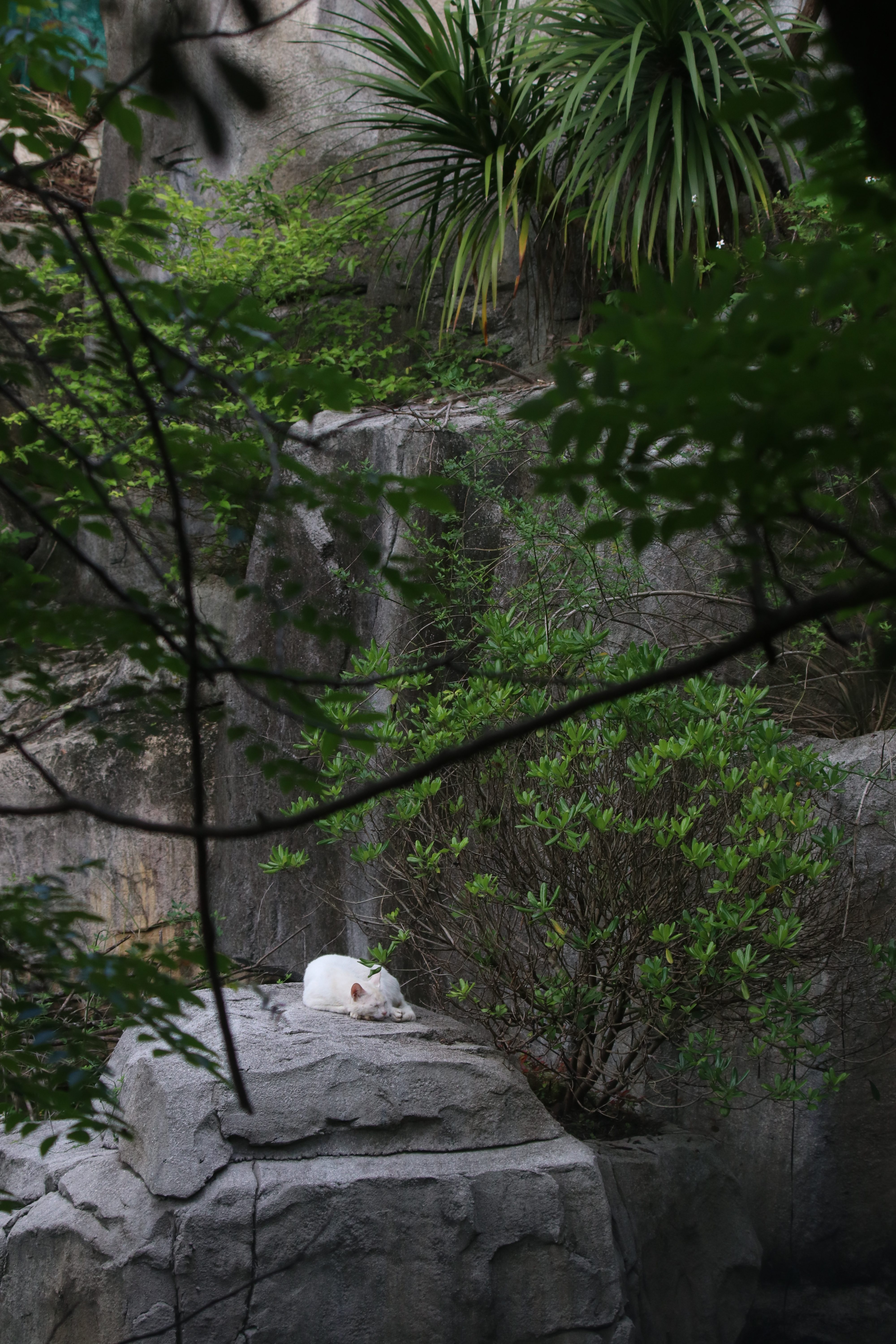 A pure white cat is curled up and sleeping peacefully on a large grey rock, surrounded by lush green forest vegetation and framed by tree branches.