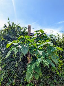 Lush greenery covering a chain-link fence under a bright blue sky. 