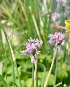 Close-up of delicate pinkish-purple chive flowers among vibrant green stems and leaves.