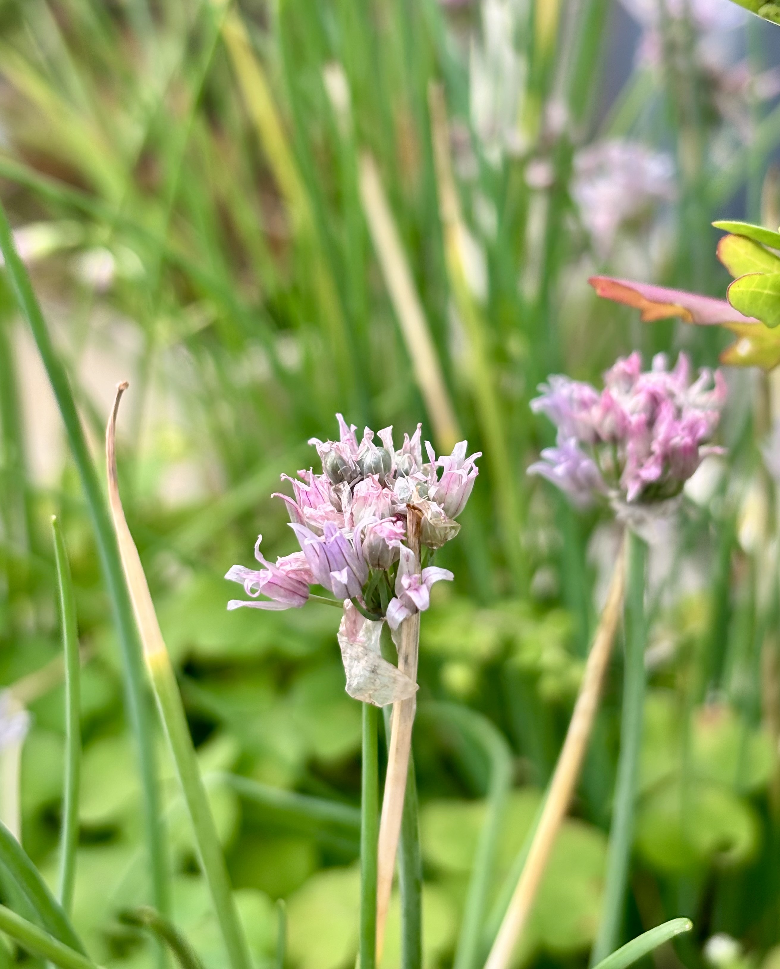 Close-up of delicate pinkish-purple chive flowers among vibrant green stems and leaves.