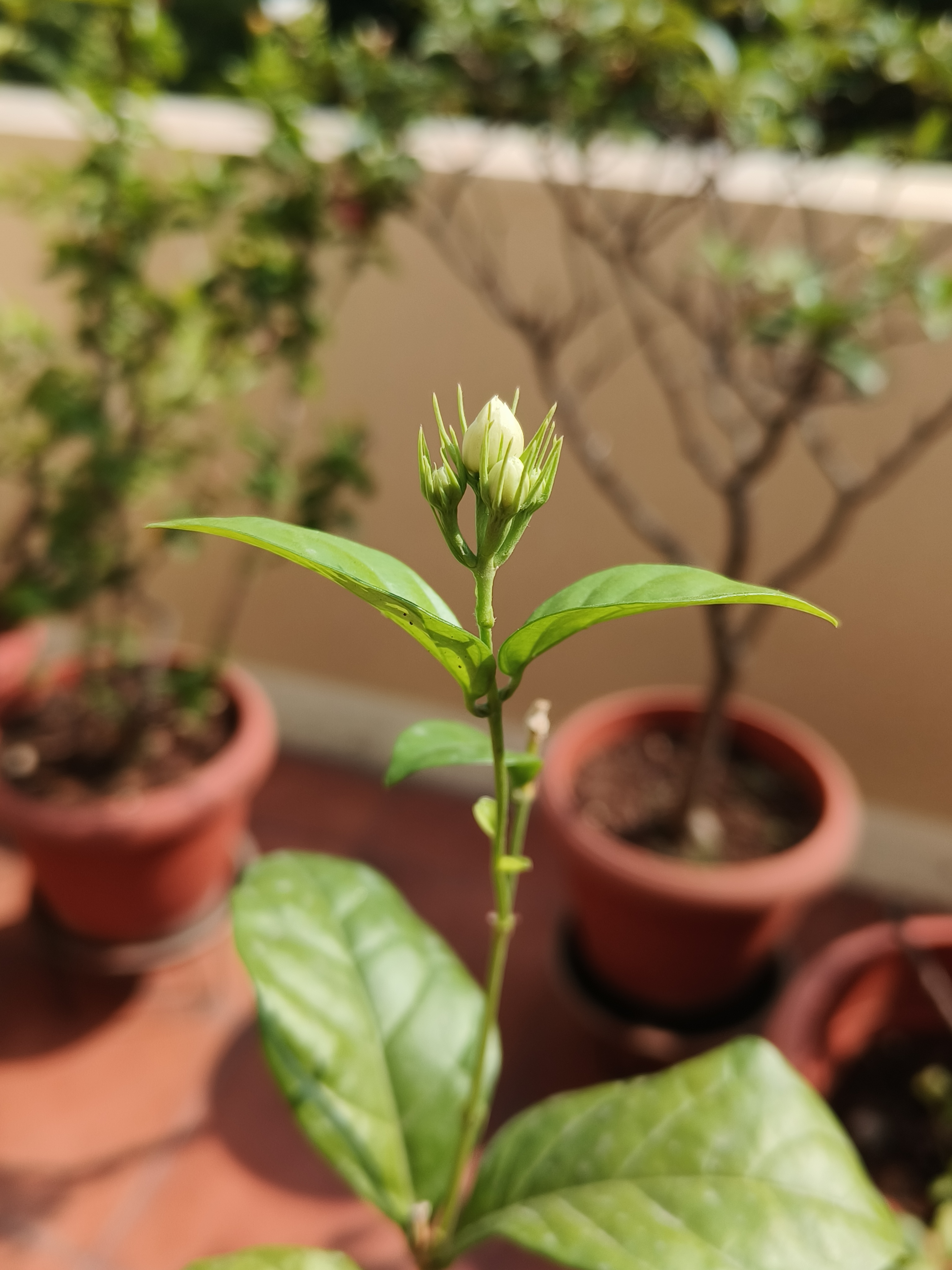 Close-up of a budding plant with green leaves wide open in pot in a sunlit balcony.