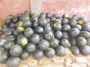 A large pile of round, dark green watermelons with yellow spots rests against a red brick wall on straw and rocks, suggesting a rustic setting.