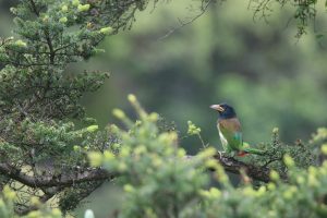 Great Barbet perched on a tree branch, alert and looking left. It has a yellow beak, blue head, and green-brown body with a hint of red near the tail. The background is soft and blurred green forest.