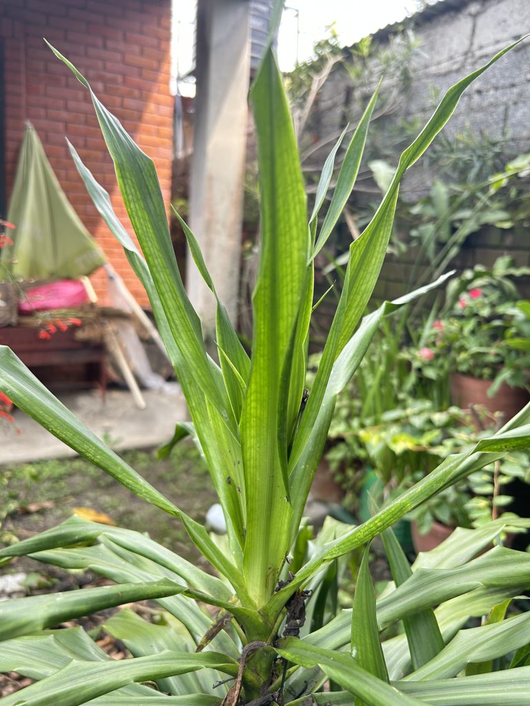 Close-up of vibrant green plant leaves in a garden.
