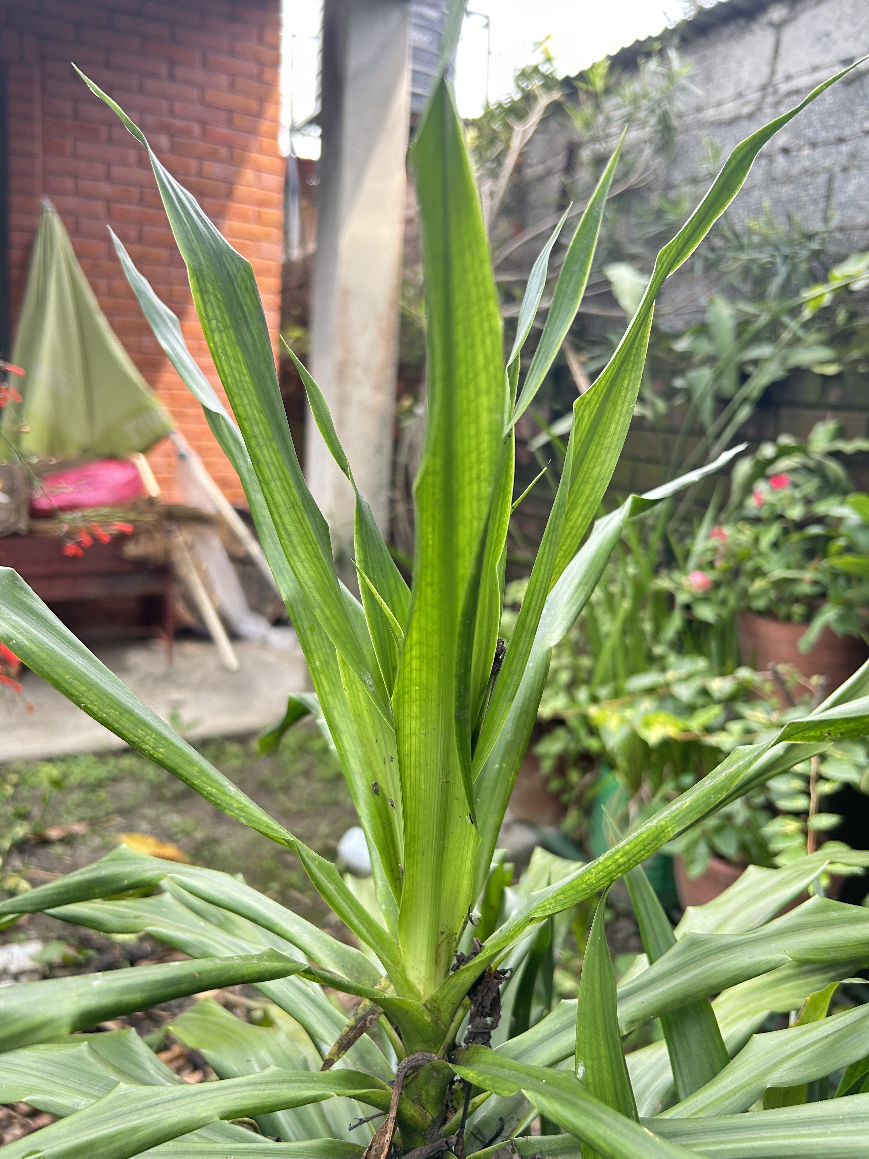 Close-up of vibrant green plant leaves in a garden.