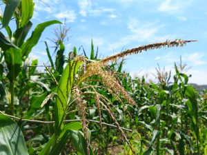 Close-up of a flowering corn plant in a green maize field under a bright blue sky with scattered clouds. The tassel and silks are in sharp focus while rows of corn plants blur softly in the background.