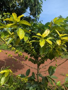 Young coffee plant with glossy green leaves and clusters of small, unripe green berries against a backdrop of rich, brown soil and a clear blue sky.
