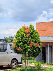 A vibrant tree with red and green leaves stands in front of a brick building and a parked van under a cloudy sky, creating a serene outdoor scene.
