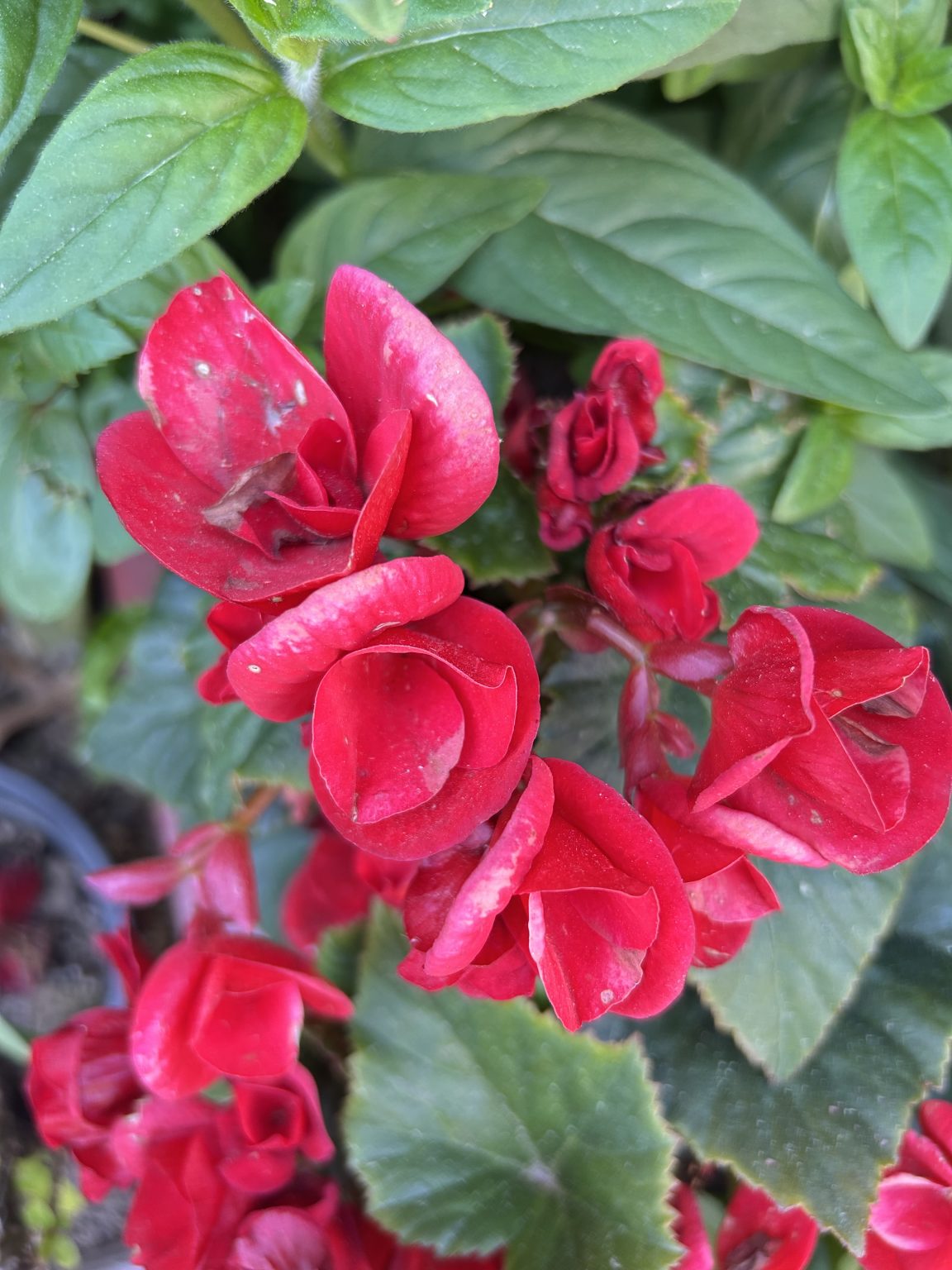 A cluster of vibrant red flowers is prominently displayed, featuring rounded, layered petals that create a lush, full appearance. The flowers are set against a backdrop of green leaves, which have a smooth texture and are slightly glossy.
