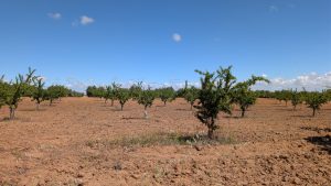A sunlit orchard with rows of young trees on reddish-brown soil under a clear blue sky.
