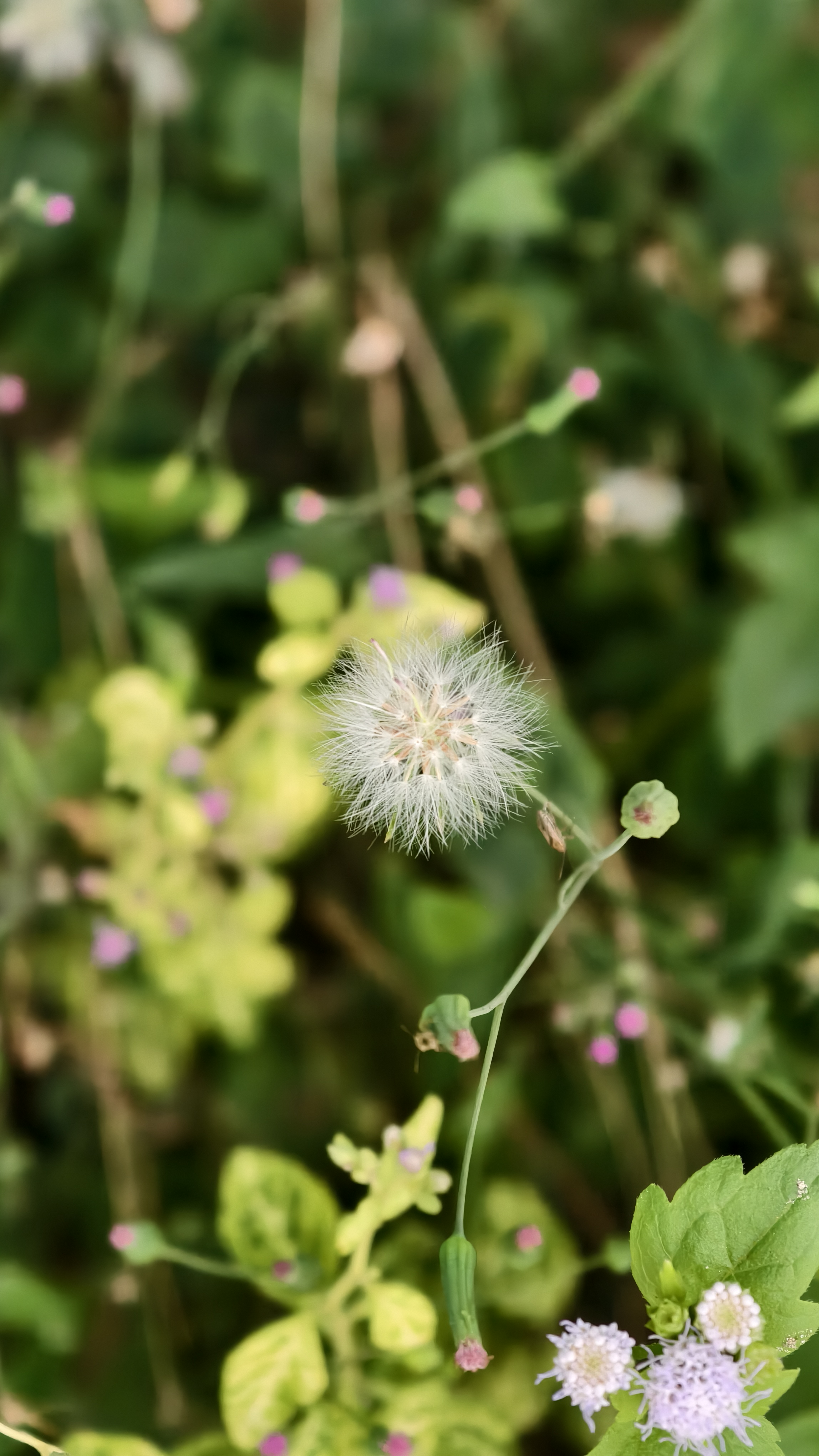 A close up of a white fluffy wildflower seed head standing tall on a thin green stem. Small pink flower buds and green leaves are visible in the soft blurred background.