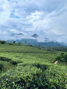 Green tea fields cover the hills, with misty mountains under thick clouds, creating a calm and fresh landscape.