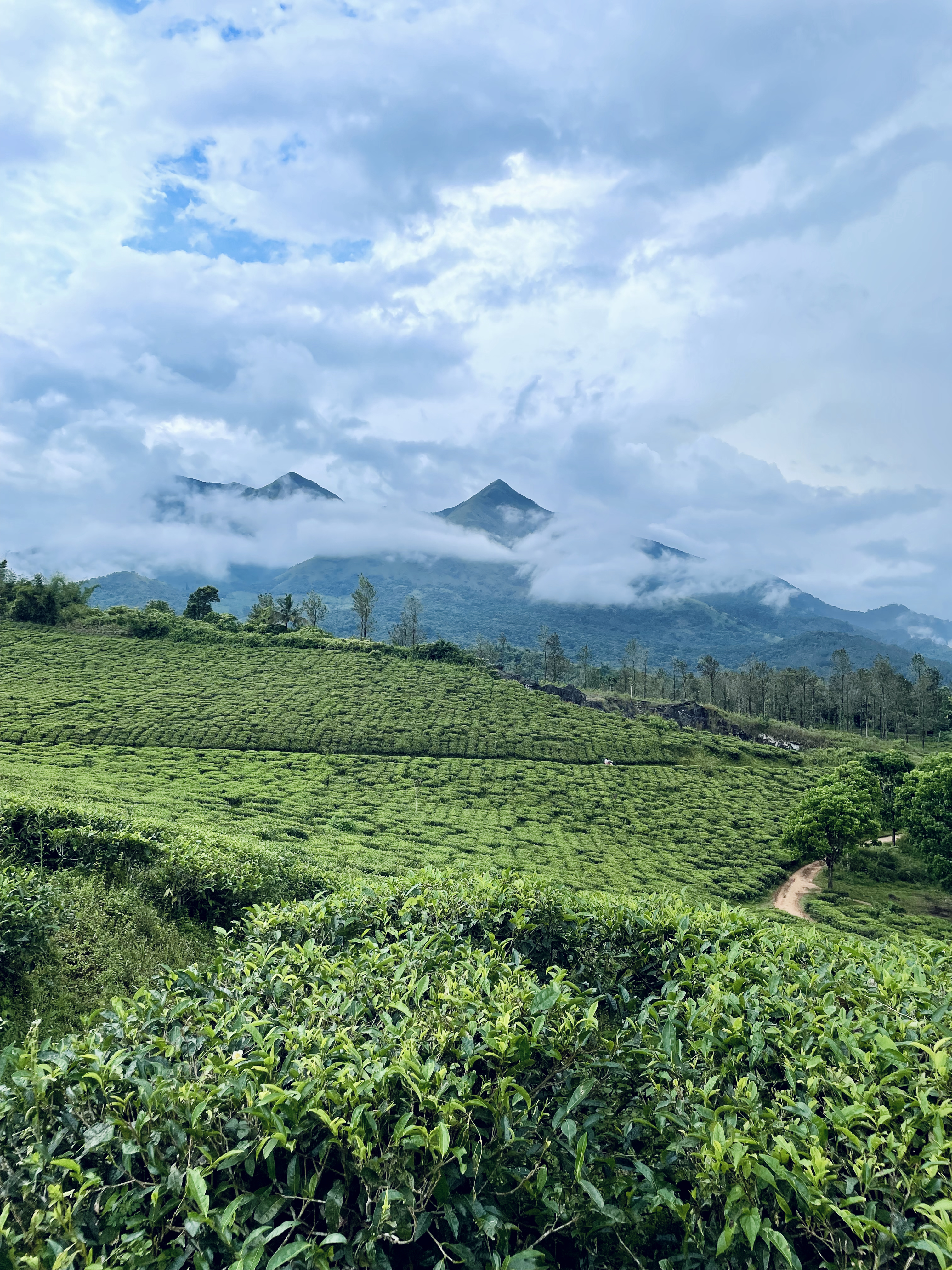 Green tea fields cover the hills, with misty mountains under thick clouds, creating a calm and fresh landscape.