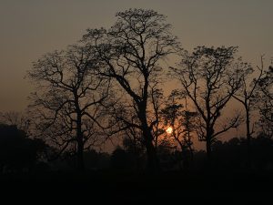 
Silhouetted trees with bare branches set against a golden-orange sunset sky. The sun glows warmly in the background, creating a serene atmosphere.