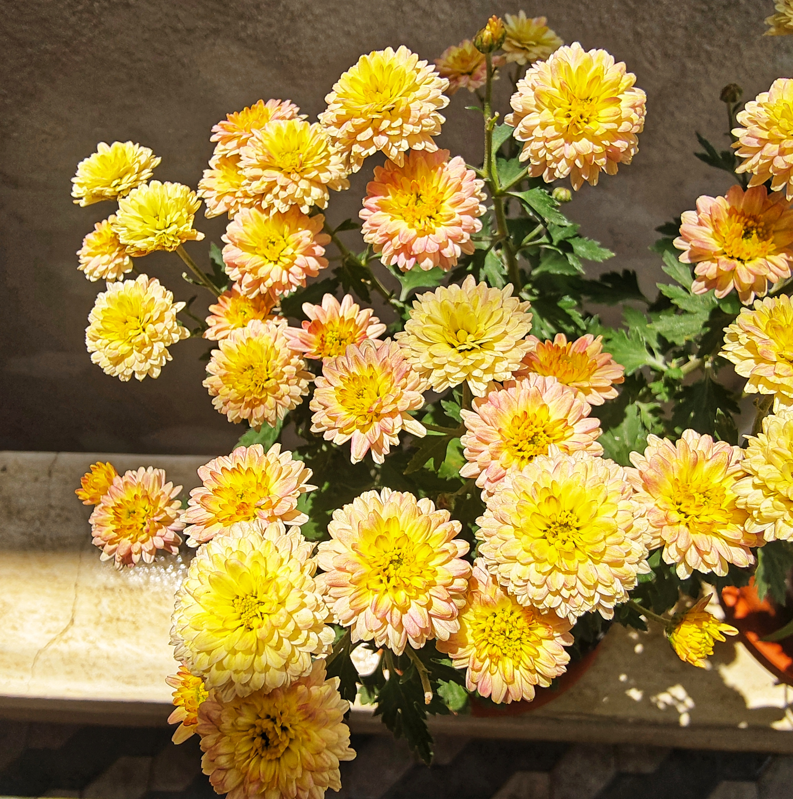 A vibrant bouquet of chrysanthemums featuring clusters of yellow and pale pink flowers.