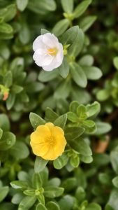 Two flowers, one white and one yellow, bloom amid lush green leaves. 