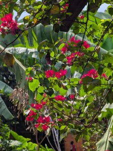 Vibrant pink bougainvillea flowers bloom among lush green leaves and banana leaves, creating a tropical and peaceful atmosphere.