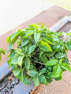 The plant is filled with arrowhead-shaped leaves ranging from bright lime green to deep forest green.
