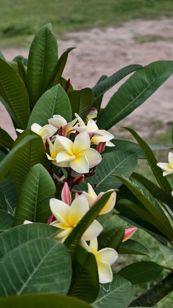A cluster of white and yellow Frangipani flowers with some pink on the outer petals. The flowers are surrounded by large, dark green leaves. The background is a soft, blurred view of a park or garden with a path and green grass.