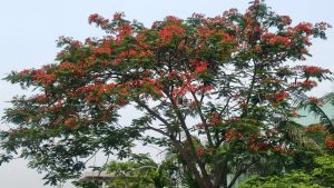 A vibrant flame tree stands tall, its branches laden with clusters of bright red flowers against a clear sky, exuding a lively and lush atmosphere.
