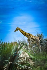 A giraffe walking through some brush.  The camera is low to the ground with some brush in the foreground.  The sky is very blue.