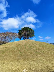 A lone tree atop a grassy hill under a vibrant blue sky with scattered clouds.