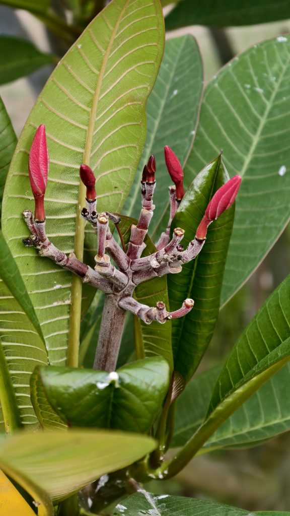 Close-up of a frangipani branch with pink flower buds, surrounded by large green leaves with visible veins.