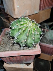 The cactus has a round and compact shape that stands out with its soft green tones and evenly distributed white spines. The lighting creates an interesting contrast between texture and shadow, showcasing the resilience and natural beauty of this small desert plant.