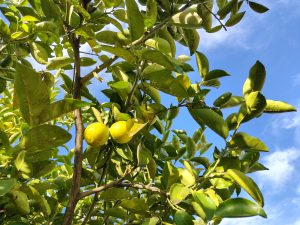 Two small sunlit citrus fruits stand out among green leaves and intertwined branches, while the deep blue sky creates a fresh and vibrant backdrop. The low-angle shot makes the tree feel taller and full of life.