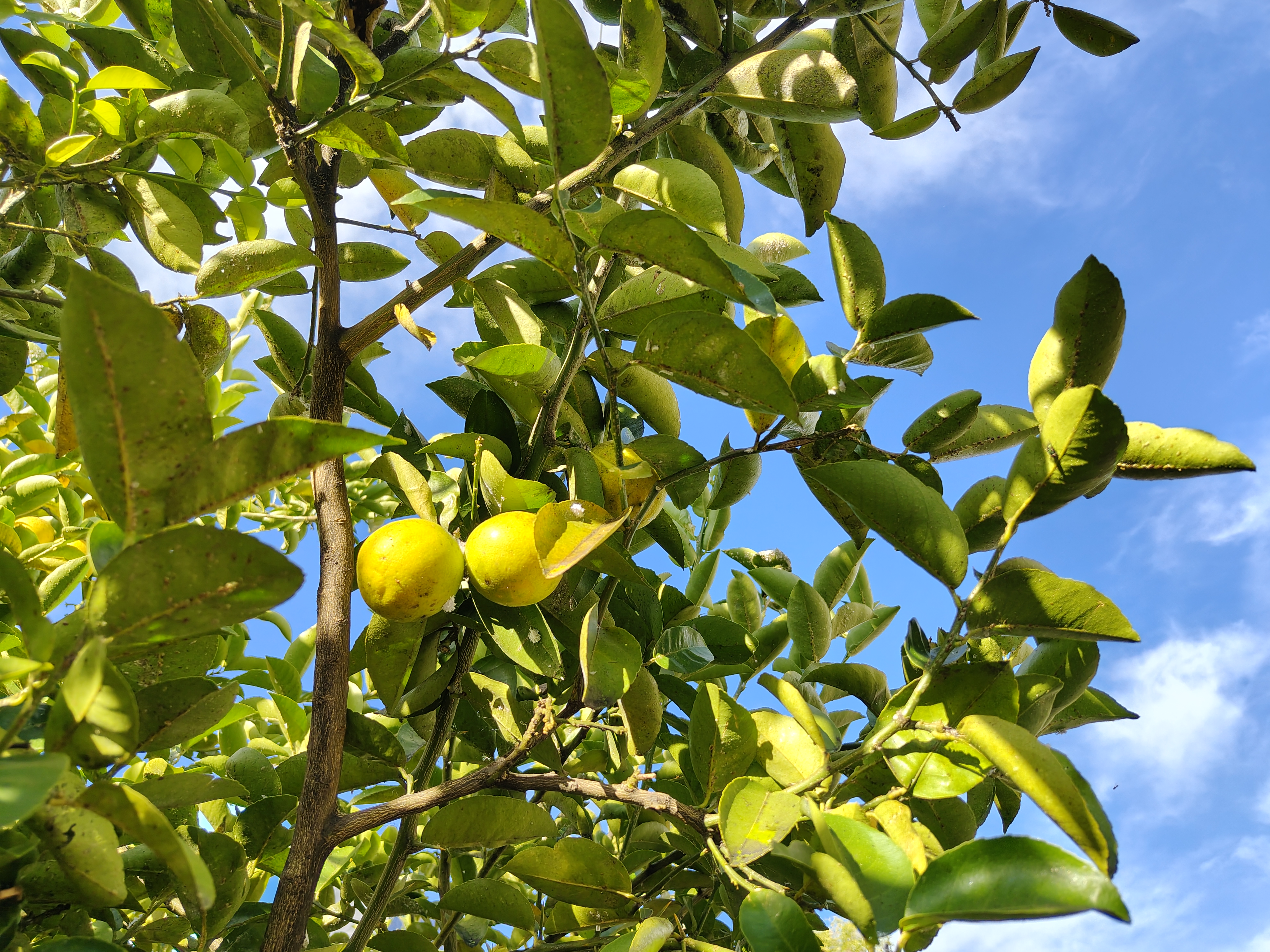 Two small sunlit citrus fruits stand out among green leaves and intertwined branches, while the deep blue sky creates a fresh and vibrant backdrop. The low-angle shot makes the tree feel taller and full of life.