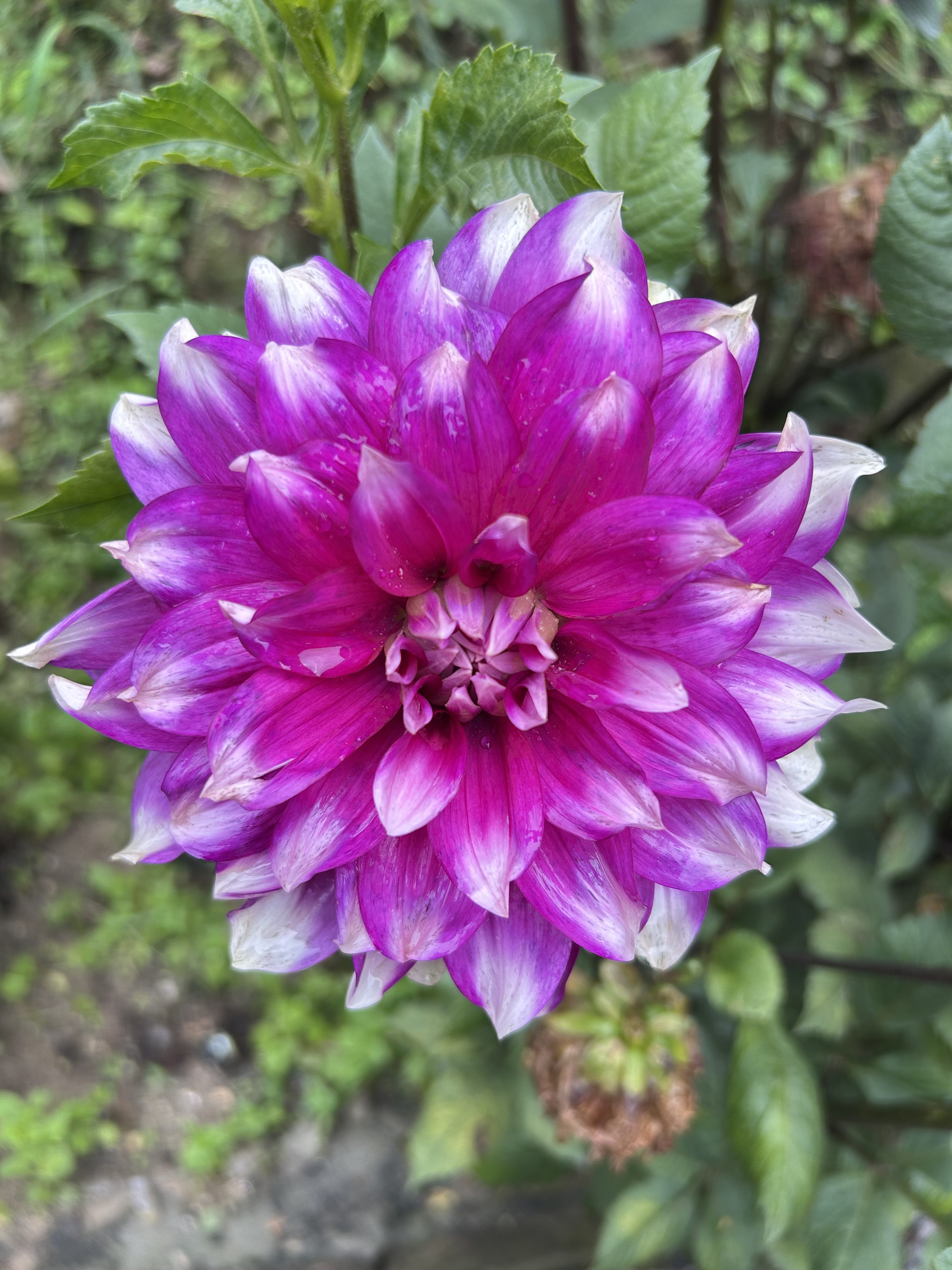 A vibrant, pink dahlia bloom with white-tipped petals stands out against a backdrop of lush green leaves.