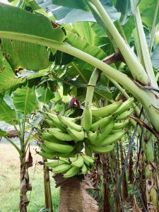 A cluster of green bananas hangs from a banana tree amid lush, large green leaves.