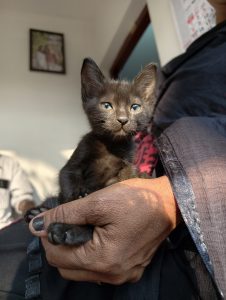 An adorable, small black kitten with alert ears and dark eyes is being gently held in a person's hand, while the warm sunlight highlights the texture of its fur and the person's hand.