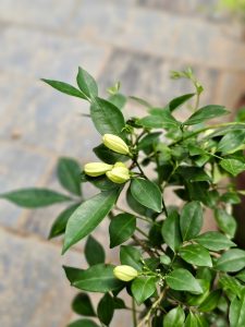 6536a120e5
