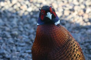 Male Pheasant his head tilted slightly to the left looks curiously into the camera lens.
