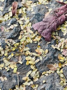 A close-up view of a rocky surface covered with various fallen leaves, including small, light green, and yellow leaves scattered among larger, dried maroon leaves
