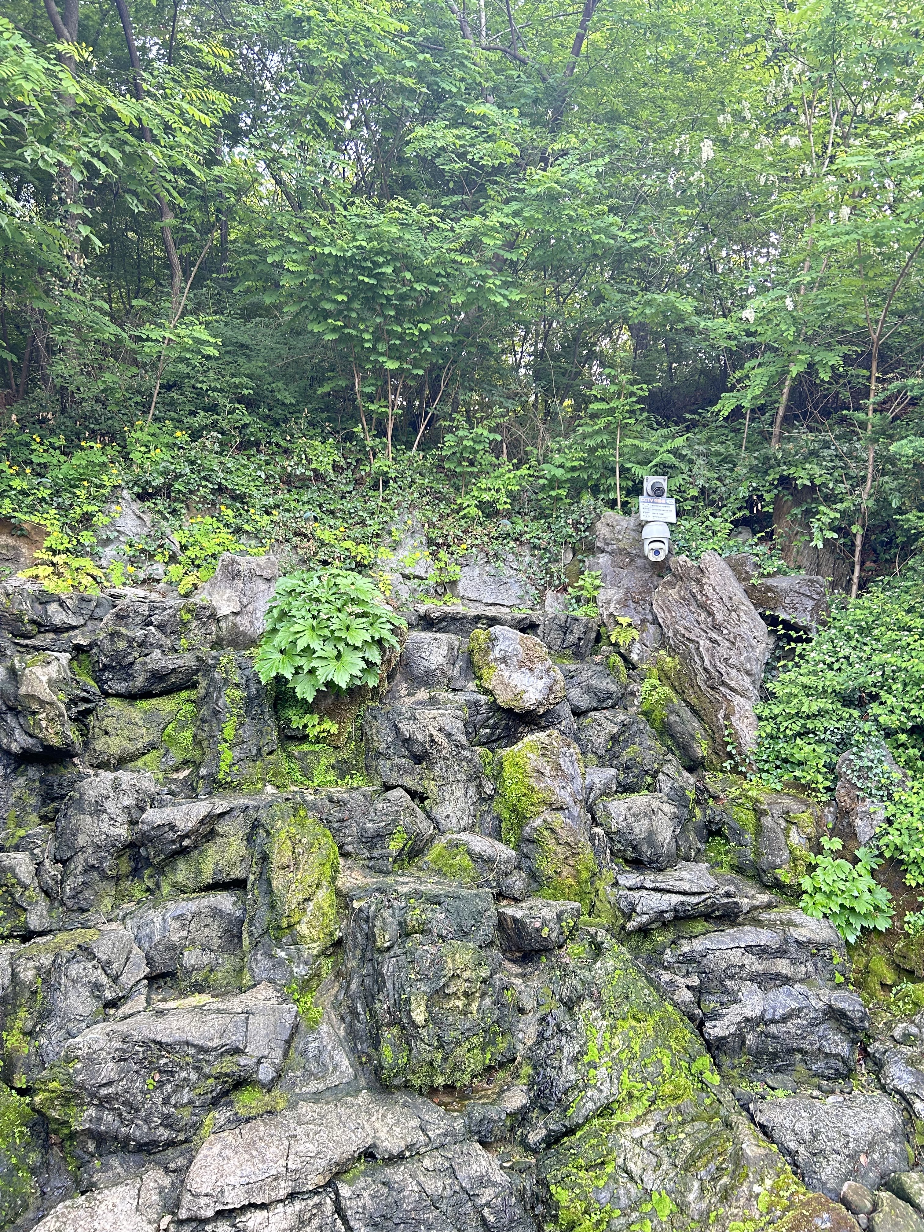 A rocky hillside is covered in green moss and plants, creating a lush, natural setting. The rocks vary in size and texture, with some smooth and others rough.