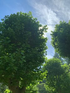 Ginkgo tree at Mobara Park