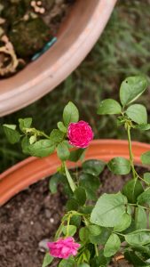 A small vibrant pink rose blooms on a thin green stem above a brown pot, with another pink rose and blurred pots in the background.
