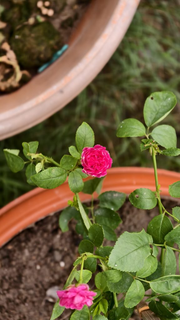 A small vibrant pink rose blooms on a thin green stem above a brown pot, with another pink rose and blurred pots in the background.