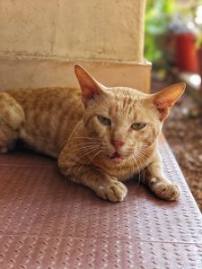 
A close-up of an orange tabby cat lounging on a textured surface, with its front paws stretched out.