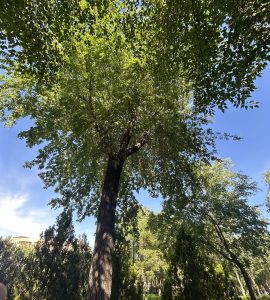 A tall tree with green leaves stands under a bright blue sky, its wide branches forming a leafy canopy, surrounded by shrubs in a calm natural setting.