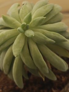 A succulent with thick soft green leaves forms a delicate rosette, creating a calm and harmonious look.