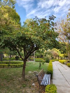 Ornamental tree in the middle of an urban park, accompanied by pathways and benches surrounded by carefully trimmed greenery. The blue sky with soft clouds adds a calm and harmonious atmosphere to the landscape.